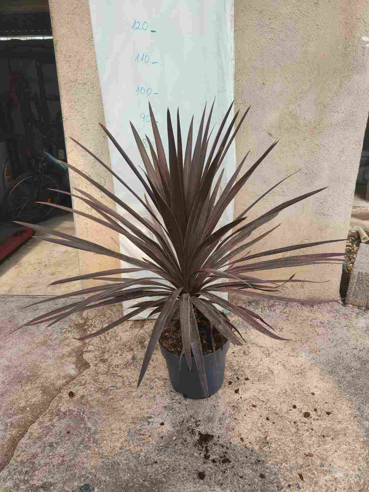 CORDYLINE AUSTRALIS RED STAR C 27